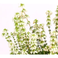 Graue Glockenheide, Verschiedene Farben 22 Graue Glockenheide, Verschiedene Farben -Angebote Biohort Store 7172521 WE DE 002 EricaCinereaGrauheideT10Herzig