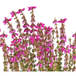 Graue Glockenheide, Verschiedene Farben 20 Graue Glockenheide, Verschiedene Farben -Angebote Biohort Store 7172521 WE DE 003 EricaCinereaGrauheideT10Herzig