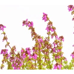 Graue Glockenheide, Verschiedene Farben 23 Graue Glockenheide, Verschiedene Farben -Angebote Biohort Store 7172521 WE DE 004 EricaCinereaGrauheideT10Herzig