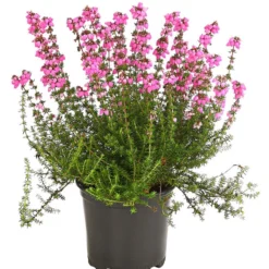 Graue Glockenheide, Verschiedene Farben 14 Graue Glockenheide, Verschiedene Farben -Angebote Biohort Store 7172521 WE FS 001 EricaCinereaGrauheideT10Herzig