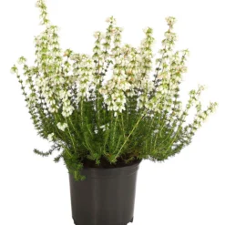 Graue Glockenheide, Verschiedene Farben 15 Graue Glockenheide, Verschiedene Farben -Angebote Biohort Store 7172521 WE FS 002 EricaCinereaGrauheideT10Herzig