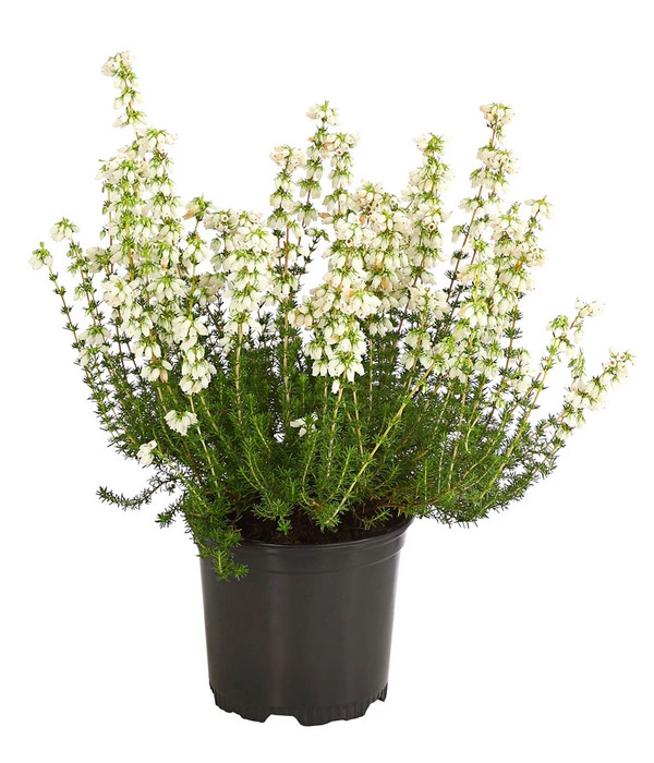 Graue Glockenheide, Verschiedene Farben 5 Graue Glockenheide, Verschiedene Farben – Bild 3