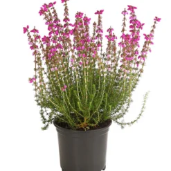 Graue Glockenheide, Verschiedene Farben 16 Graue Glockenheide, Verschiedene Farben -Angebote Biohort Store 7172521 WE FS 003 EricaCinereaGrauheideT10Herzig