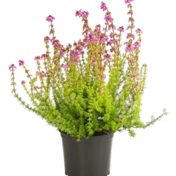 Graue Glockenheide, Verschiedene Farben 17 Graue Glockenheide, Verschiedene Farben -Angebote Biohort Store 7172521 WE FS 004 EricaCinereaGrauheideT10Herzig