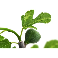 Bornholmfeige -Angebote Biohort Store 7186315 WE DE 001 FicusBornholmfeigeT17