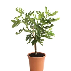 Bestseller -Angebote Biohort Store 7186448 PR FS 001 FicusCaricaFeigePfaelzerStamm7LDehnerExpressHerzig