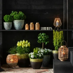 Ballonblume, Verschiedene Farben -Angebote Biohort Store 7196199 WE MO 001 GinkgoBilobaTaxusBaccataEibeThujaTeddyLebensbaumKonifere