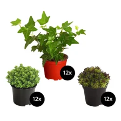 Grabpflanzen-Set Immergrün, 36-teilig