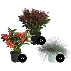 Grabpflanzen-Set In Gedenken, 6-teilig