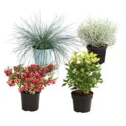 Grabpflanzen-Set Lichtblick, 4-teilig