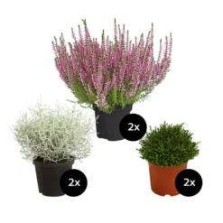 Grabpflanzen-Set Zeitlos, 6-teilig