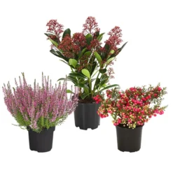 Grabpflanzen-Set Achtungsvoll, 3-teilig