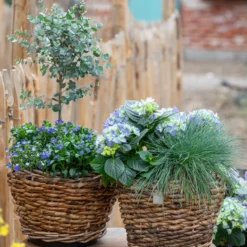 Vergissmeinnicht 'Myomark' -Angebote Biohort Store 7222003 WE MO 001 HortensienBlauBlaubluehendeStraeucher