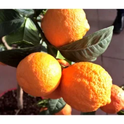 Angebote Biohort Store 25 Angebote Biohort Store -Angebote Biohort Store 7266794 WE DE 002 LimaRossa