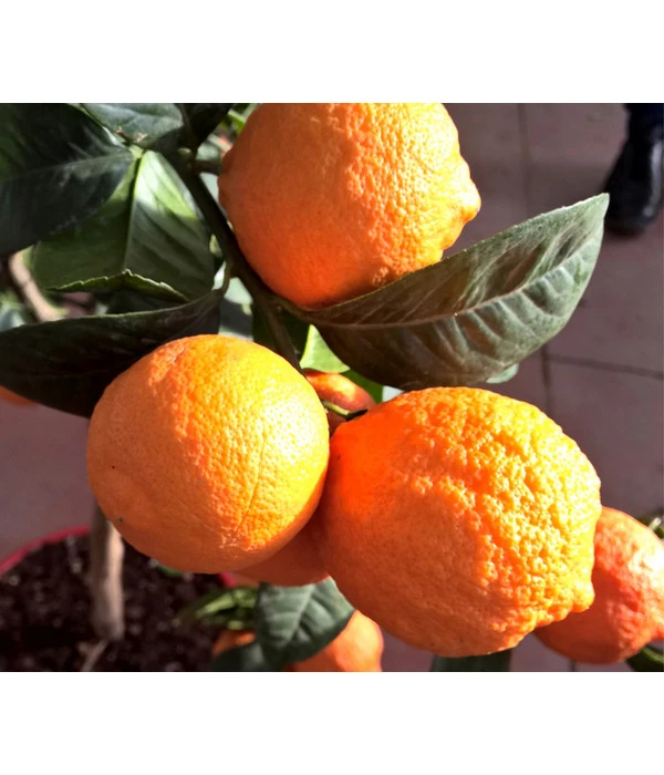 Rangpur-Limette 'Lima Rossa' 4 Rangpur-Limette 'Lima Rossa' – Bild 2