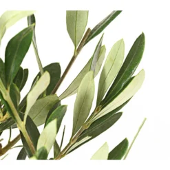 Olive, Busch -Angebote Biohort Store 7296908 WE DE 001 OleaEuropaeaT16DehnerExpressHerzig