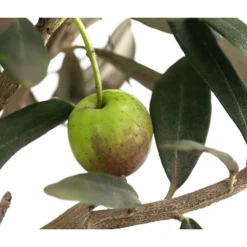 Olive, Busch -Angebote Biohort Store 7296908 WE DE 001 OliveEuropeaT15