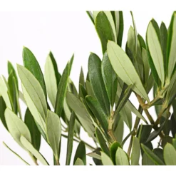 Olive, Stämmchen -Angebote Biohort Store 7297088 WE DE 001 OleaEuropaeaT14DehnerExpressHerzig