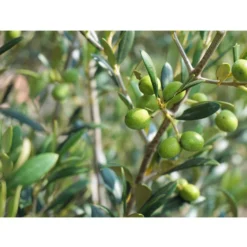 Olive, Stämmchen -Angebote Biohort Store 7297088 WE DE 002 OliveOleaEuropaeaStamm Pixabay