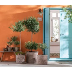 Olive, Stämmchen -Angebote Biohort Store 7297443 7296908 7297070 7297088 7296916 7296874 WE MO 001 BestOf Olive 2022