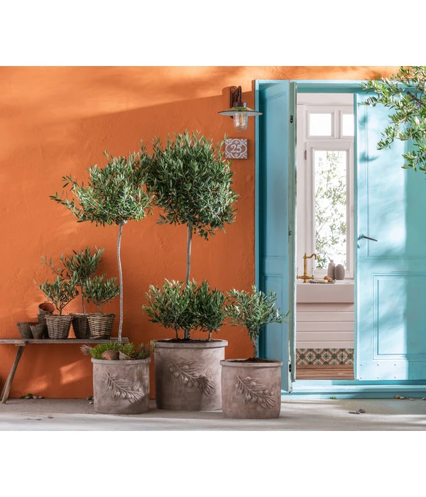 Olive, Stämmchen – Bild 3