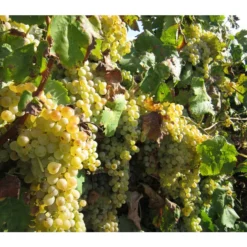 Dehner Gourmet Garten Tafeltraube 'Palatina' 7 Dehner Gourmet Garten Tafeltraube 'Palatina' -Angebote Biohort Store 7540099 WE MO 001 GGWeinPalatinaPixabay