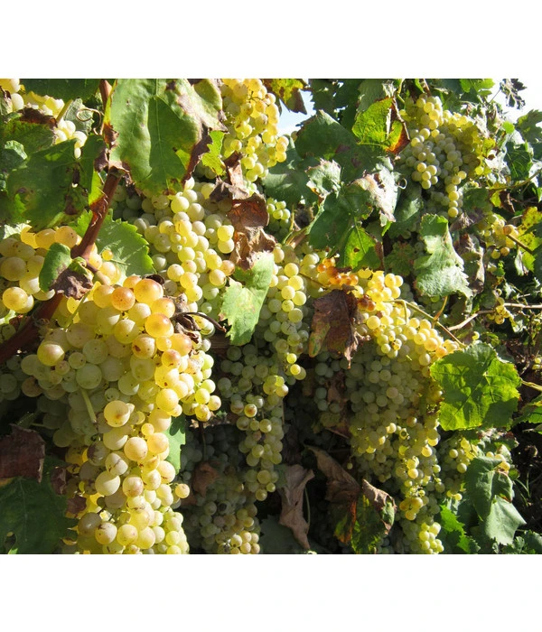 Dehner Gourmet Garten Tafeltraube 'Palatina' 5 Dehner Gourmet Garten Tafeltraube 'Palatina' – Bild 3