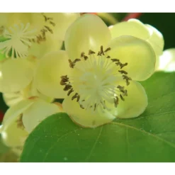 Kiwi 'Nostino', Männlich