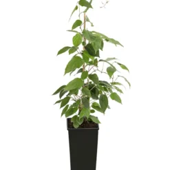 Angebote Biohort Store -Angebote Biohort Store 7600240 PR FS 001 ActinidiaNostinoKiwiMaennlichDehnerExpressHerzig