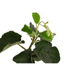 Kiwi 'Solo' -Angebote Biohort Store 7600448 WE DE 001 KiwiSolo