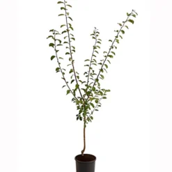 Dehner Aprikosenmirabelle 'Aprimira' -Angebote Biohort Store 7600851 PR FS 001 AprikosenmirabelleAprimiraBusch95LiterDehnerExpressHerzig 1