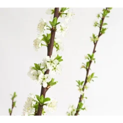 Dehner Aprikosenmirabelle 'Aprimira' -Angebote Biohort Store 7600869 WE DE 001 AprikoseMirabelleAprimiraDehnerExpressHerzig