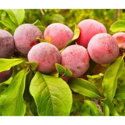 Aprikosen-Pflaume 'Aprisali®'