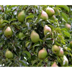 Winterbirne 'Alexander Lucas'