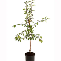 Birnen-Duo 'Clapps Liebling'/'Alexander Lucas' 5 Birnen-Duo 'Clapps Liebling'/'Alexander Lucas' -Angebote Biohort Store 7602816 PR FS 001 BirnenDuoClappsLieblingAlexanderLucas95LiterDehnerExpressHerzig