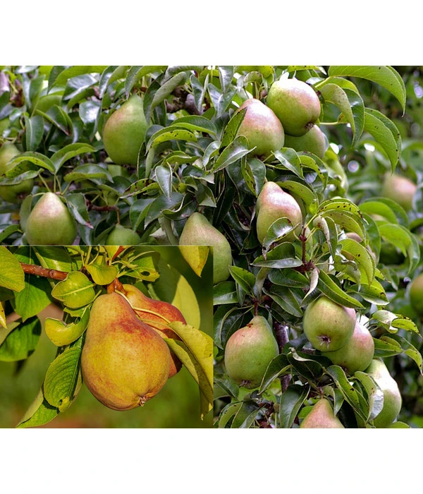 Birnen-Duo 'Clapps Liebling'/'Alexander Lucas' 3 Birnen-Duo 'Clapps Liebling'/'Alexander Lucas'