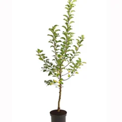 Herbstapfel 'Alkmene' -Angebote Biohort Store 7602980 PR FS 001 ApfelAlkmeneBusch95LiterDehnerExpressHerzig