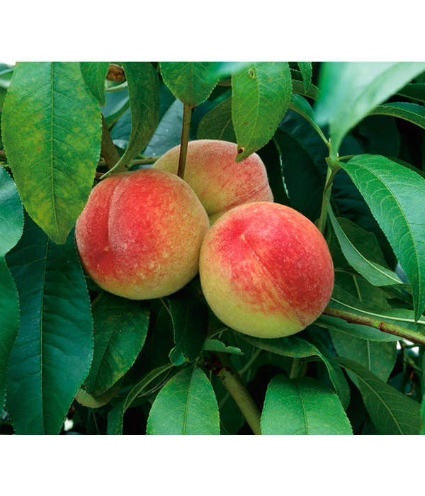 Dehner Pfirsich 'Amsden' 3 Dehner Pfirsich 'Amsden'