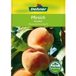 Dehner Pfirsich 'Amsden' 6 Dehner Pfirsich 'Amsden' -Angebote Biohort Store 7603665 PfirsichAmsden Etikett 1