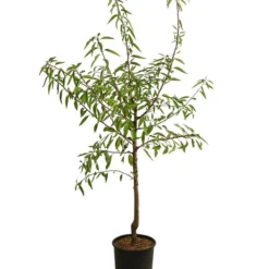 Angebote Biohort Store -Angebote Biohort Store 7603889 WE FS 001 PrunusMandel
