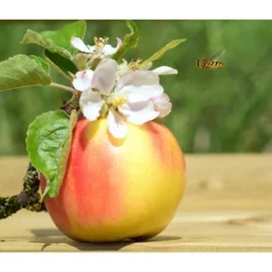 Zwergapfel 'Galina' -Angebote Biohort Store 7604697 WE MO 002 ApfelGalinaZwergPixabay