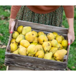 Birnenquitte -Angebote Biohort Store 7604978 WE MO 001 Quittenkorb