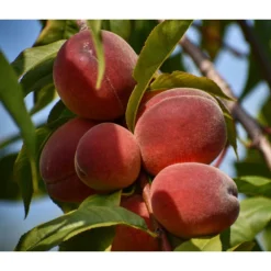 Angebote Biohort Store 8 Dehner Pfirsich 'Benedicte'