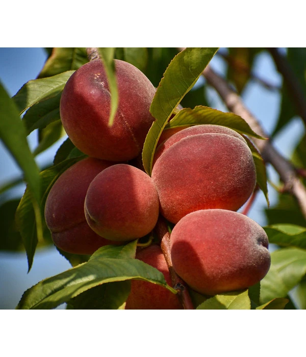Dehner Pfirsich 'Benedicte' 3 Dehner Pfirsich 'Benedicte'