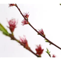 Dehner Pfirsich 'Benedicte' 9 Dehner Pfirsich 'Benedicte' -Angebote Biohort Store 7611155 WE DE 001 PfirsichBenedicteDehnerExpressHerzig