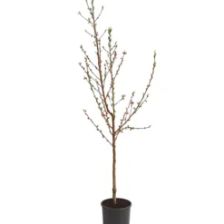 Angebote Biohort Store -Angebote Biohort Store 7611155 WE FS 001 PfirsichBenedicteDehnerExpressHerzig