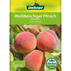 Dehner Pfirsich 'Benedicte' 10 Dehner Pfirsich 'Benedicte' -Angebote Biohort Store 7611155 WeissfleischigerPfirsichBenedicte Etikett 1