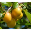 Dehner Mirabelle 'Bellamira' 1 Dehner Mirabelle 'Bellamira' -Angebote Biohort Store 7611163 WE MO 001 MirabelleBellamiraPixabay
