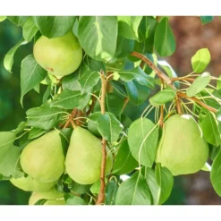 Zwergbirne 'Luisa' -Angebote Biohort Store 7611999 WE DE 003 PyrusZwergbirneBirnePixabay