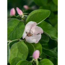 Birnenquitte -Angebote Biohort Store 7612286 WE DE 001 CydoniaOblongaQuitteLucknerMai2015